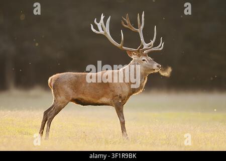 Rotwild (Cervus elaphus), ein Hirsch steht auf einer Wiese, Brunftzeit, Nordrhein-Westfalen, Deutschland Stockfoto