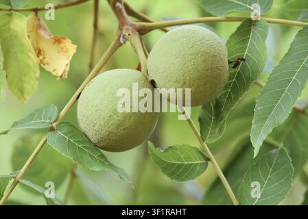 Schwarznussbaum (Juglans nigra), Frucht am Baum, Haut-Rhin, Elsaß, Grand Est, Frankreich Stockfoto