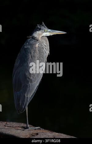 Porträt eines juvenilen Grauen Reihers, der auf einem Holzrahmen sitzt, Strandstraße, Assateague Island, Virginia. Stockfoto