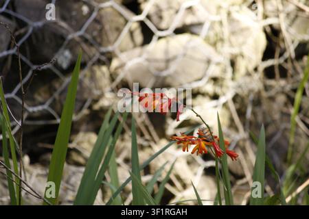 Büschel von orangefarbenen Crocosmia-Blüten mit bogigen Stängeln und langen, schwertförmigen Blättern vor einem Drahtgeflecht- und Stein-Hintergrund, geringe Tiefe und weiche Schärfentiefe Stockfoto