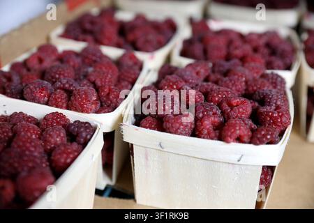 Pints frischer Himbeeren liegen in Holzkörben an einem Marktstand am 7. Juli 2026. Die U.S. Food and Drug Administration (FDA) identifizierte Himbeeren, Basilikum, Koriander, Schneeerbsen und Mesclun-Salat als Lebensmittel, die häufig mit früheren Ausbrüchen von Zyklosporiose, einer parasitären Darmkrankheit, in Verbindung gebracht werden, und rät Verbrauchern, alle rohen Früchte und Gemüsesorten vor dem Verzehr zu waschen. (Foto von Chris Sweda/Chicago Tribune/TNS/Sipa USA) Stockfoto