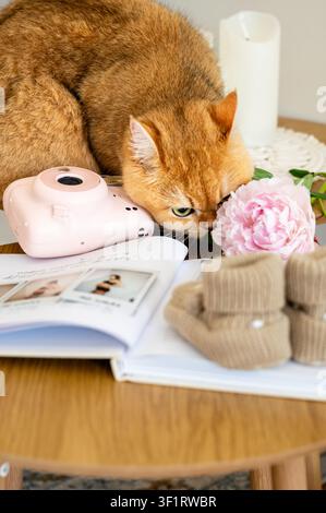 Eine neugierige goldrote Katze sitzt neben einem offenen Schwangerschaftsalbum mit einer Sofortbildkamera und gestrickten Booties auf einem Holztisch zu Hause, eine warme Mutterschaft Stockfoto