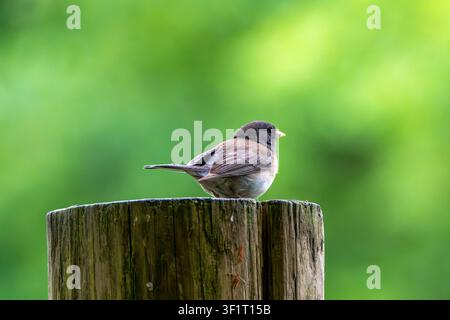 Dunkeläugiger Junco, der auf einem Holzlattenzaunpfosten vor grünem Hintergrund sitzt Stockfoto