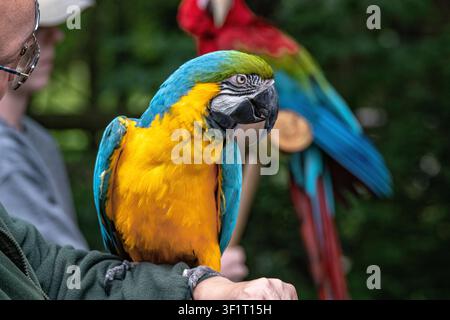 Blauer und goldener Arara auf dem Arm des Dresseurs mit Scharlachara im Hintergrund Stockfoto
