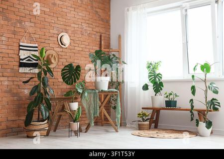 Sammlung von Zimmerpflanzen mit Monstera und Feigenbaum in einem hellen Raum mit Ziegelwand und Fenster, die Pflanzen sind auf Holzmöbeln angeordnet a Stockfoto