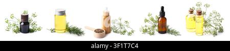 Essentöl und getrocknete Samen von Dill in verschiedenen Flaschen und ein Holzlöffel, natürliche Kräutermedizin Stockfoto
