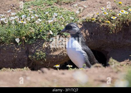 Ein Jungvogel der Atlantik-Möwe, oder Puffling, steht in der Nähe seines Nestgangs hinter einem Flecken wilder Gänseblümchen an einem hellen, sonnigen Tag. Stockfoto