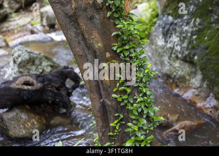 Eine üppige grüne Ranke, die einen Baumstamm neben einem felsigen Bach im Wald hinaufklettert, nasse Blätter glitzern im sanften natürlichen Licht und das ruhige fließende Wasser erzeugt t Stockfoto