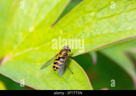 Schwebfliege, die auf einem grünen Blatt ruht und einen gestreiften Hinterleib sowie durchsichtige Flügel zeigt Stockfoto
