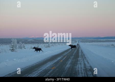 Zwei Elche überqueren die Richardson Highway bei Sonnenaufgang zur Wintersonnenwende im Landesinneren von Alaska. Stockfoto