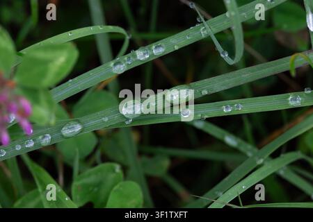 Eine Makroaufnahme von lebendigen grünen Grasblättern, bedeckt mit glitzernden Morgentautropfen, die die frische, reine und üppige natürliche Textur zeigen, die man in den s Stockfoto