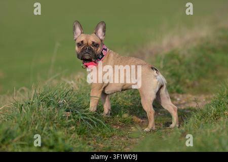 Süßer junger fahlfarbener französischer Bulldoggenhund mit pinkfarbenem Halsband steht auf einer Graswiese und schaut in die Kamera Stockfoto