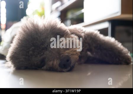 Ein niedlicher grauer Pudel schläft friedlich auf dem Boden in einem sonnendurchfluteten Raum. Stockfoto