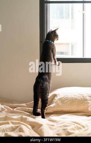 Eine neugierige getigerte Katze steht auf einem Bett und schaut aus dem Fenster. Stockfoto