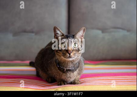 Eine niedliche getigerte Katze sitzt auf einem farbenfrohen gestreiften Bett und blickt direkt in die Kamera. Stockfoto