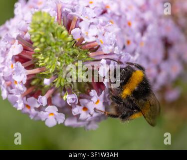 Bio-Vielfalt - Bombus terrestris - Große Erdbiene hängt in rosa Blumen - Sammelt Pollen Hochwertiges Foto Stockfoto