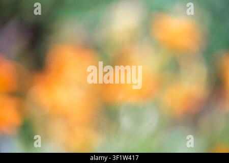 Abstrakter grüner und orangefarbener Hintergrund, der verschwommene impressionistische Natur mit weichem kreisförmigem Bokeh-Licht zeigt und eine träumerische und ruhige Außenszene erzeugt Stockfoto
