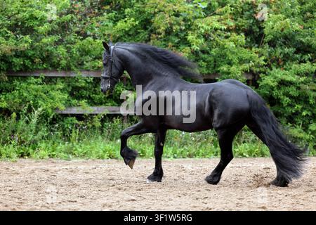 Dressur-Friesenhengst galoppiert im Freien Stockfoto
