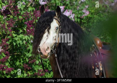 Langhaariges bemaltes Tinker-Pferd vor dem Hintergrund eines blühenden Flieder Gartens Stockfoto