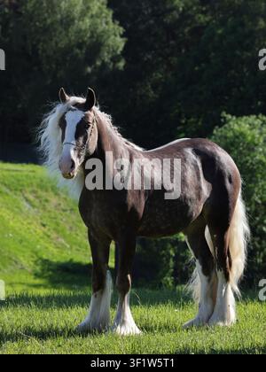Tinkerpferd mit einer schönen Mähne auf der grünen Sommerwiese Stockfoto