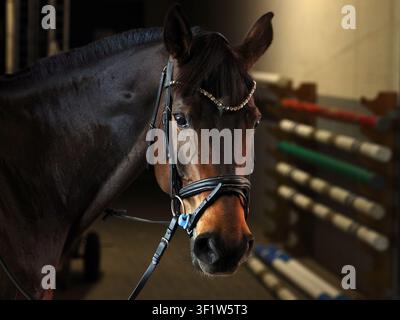 Schönes Fuchs Pferd steht in der Stalltür Stockfoto