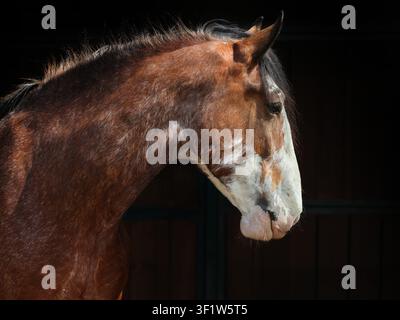 Porträt eines Clydesdale-Zugpferdes in einem dunklen Stall Stockfoto