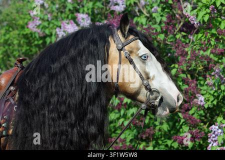 Langhaariges bemaltes Tinker-Pferd vor dem Hintergrund eines blühenden Flieder Gartens Stockfoto