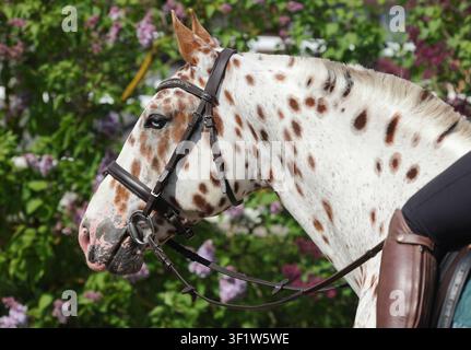 Appaloosa-Tinker-Pferd vor dem Hintergrund eines blühenden Flieder Gartens Stockfoto