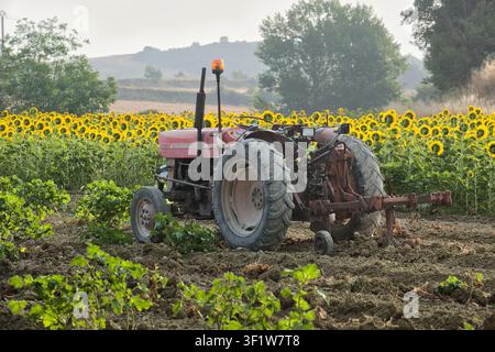 Cailhau Frankreich 15.07.26 Ein verwitterter alter Traktor mit einem bernsteinfarbenen Warnlicht steht in frisch gepflügtem Boden geparkt, flankiert von Reihen blühender Sonnenblumen Stockfoto