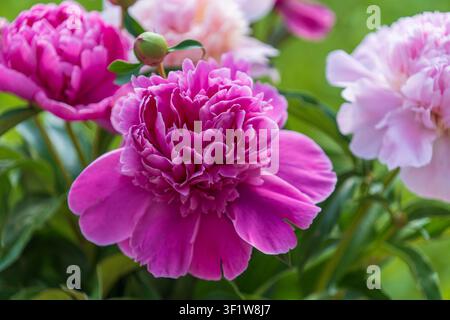 Wunderschönes Blumenbouquet aus rosa Pfingstrosen im Garten, Ukraine. Bunte Pfingstrosen in der Natur, Nahaufnahme Stockfoto