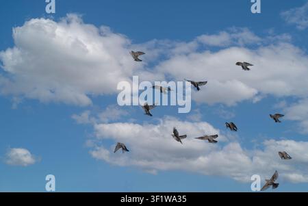 Schwarm von Vögeln, die gemeinsam unter einem hellblauen Himmel mit weißen Wolken fliegen Stockfoto
