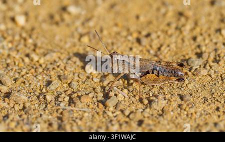 Eine Nahaufnahmen-Makrofotografie eines braunen flügellosen Grashüpfers (Phaulacridium vittatum) auf einem Kiesweg am Cape Deslacs, Hobart, Tasmanien, Australien Stockfoto