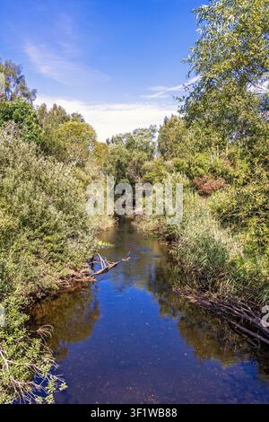 Fluss, der durch einen dichten, üppigen grünen Wald fließt Stockfoto