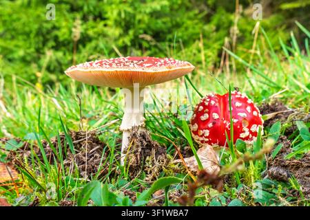 Roter Fliegenpilz auf dem Boden Stockfoto