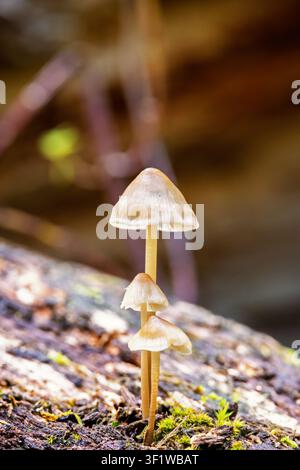 Pilze, die auf einem Baumstamm in einem natürlichen Wald wachsen Stockfoto