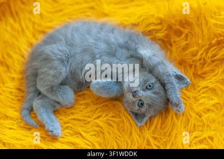 Entzückendes graues Kätzchen mit hellblauen Augen liegt auf dem Rücken mit einer Pfote, die über seinem Kopf erhoben ist, während es direkt in die Kamera schaut. Gemütliche Heimatszene Stockfoto