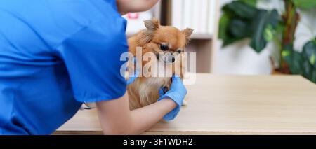 Tierarzt untersucht einen kleinen Chihuahua auf dem Tisch in der Klinik Stockfoto