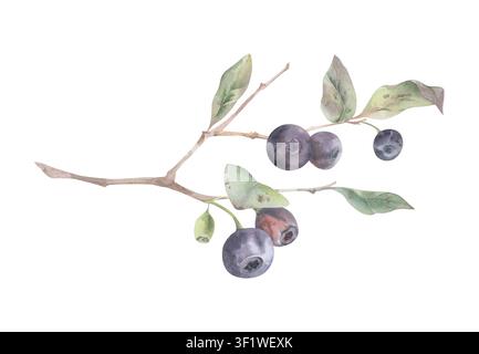 Huckleberry-Buschzweig mit reifen Beeren, grünen Blättern. Isolierte Aquarellhandgezeichnete botanische Komposition. Kochbuchillustrationen, Garten Stockfoto