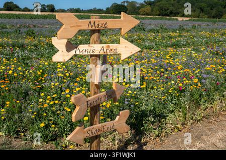 Sunflowers in Writtle. Ein familiengeführter Hof und Blumenfeld in der schönen Landschaft von Essex. Stockfoto