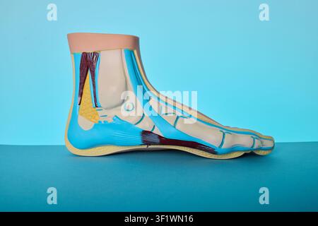 Bildungsanatomisches Modell, das die gesunde Fußskelettanatomie für die Haltungskorrekturprüfung darstellt. Stockfoto