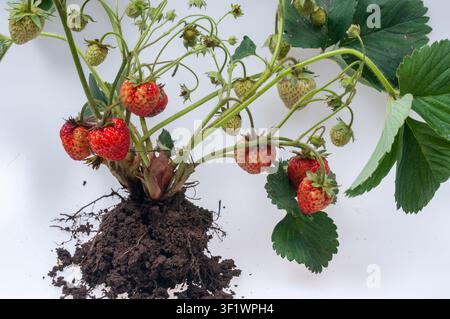 Nahaufnahme einer Erdbeerpflanze mit reifen roten und unreifen grünen Früchten, Blättern, Stängeln und einem Teil des Wurzelsystems, isoliert auf weißem Hintergrund. Stockfoto