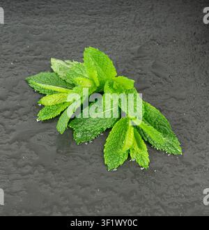 Minzzweige und Blätter. Pfefferminz-Zweig mit Tropfen, frischer nasser Mentha-Stängel, grüner Grüne Minzast mit Blättern, Minzpflanzensprossen auf dunklem Hintergrund Stockfoto