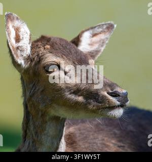 Nahaufnahme-Porträt eines weiblichen Rehwildkopfes Stockfoto