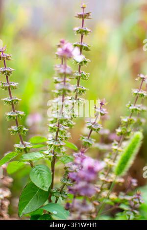 Lila Basilikumblüten, die im Garten wachsen, mit einem natürlichen Bokeh-Effekt. Das Konzept des Anbaus von Kräutern für Gartenbau, Landwirtschaft und Bio Stockfoto
