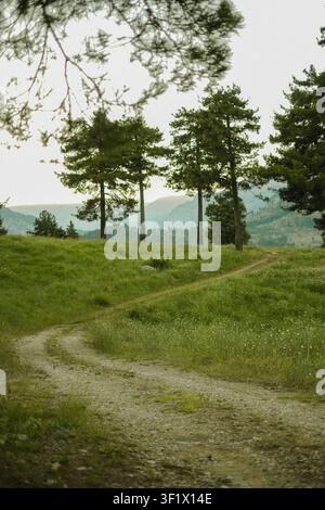 Sonnenlicht fällt durch hohe Kiefern und Birken in einem nebligen Wald mit üppigem grünen Unterholz. Stockfoto