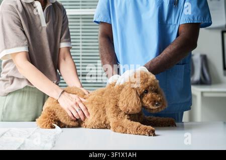 Schwarzer männlicher Tierarzt untersucht einen Pudel mit einer Frau in der Klinik Stockfoto