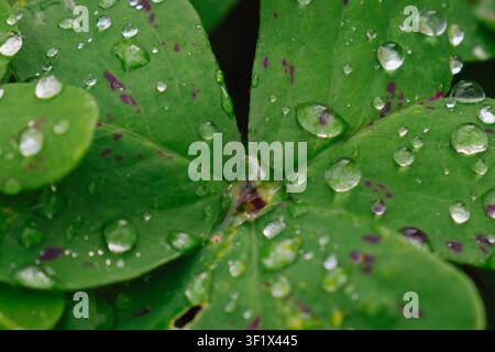 Horizontale Makro-Nahaufnahme einer glücklichen vierblättrigen Kleeblatt-Oxalis-Pflanze, die detaillierte grüne Textur und violette Flecken zeigt, bedeckt mit transparentem Wasser Stockfoto