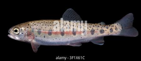Regenbogenforelle (Oncorhynchus mykiss)  Dieser im Brütchen aufgezogene juvenile Regenbogenfisch ist 3-4 Monate alt und etwa 4 Fuß lang.  Die Regenbogenforelle ist eine Forellenspezies, die in den kalten Nebenflüssen des Pazifischen Ozeans in Nordamerika und Asien heimisch ist.   Fotografiert in der Gavins Point National Fish Hatchery in Yankton, South Dakota, USA.  S. Stukel, USFWS / U.S. Fish and Wildlife Service. Stockfoto
