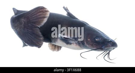 Kanalwels vor weißem Hintergrund. Ictalurus punctatus Der Kanalwels, umgangssprachlich auch als 'Kanalwels' bekannt, ist eine Welsart, die in Nordamerika beheimatet ist. Sie sind die häufigste Welsart Nordamerikas und der offizielle Staatsfisch von Kansas, Missouri, Nebraska und Tennessee. Fotografiert in der Gavins Point National Fish Hatchery in Yankton, South Dakota, USA. S. Stukel, USFWS / U.S. Fish and Wildlife Service Stockfoto