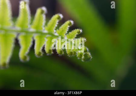 Contre-jour Makroaufnahme eines haarigen Christella parasitica-Farnwedels, der feine Trichome entlang der hellgrünen Ränder zeigt, mit weichem Bokeh. Stockfoto